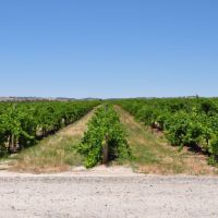 Kaesler Vineyards & Winery, Barossa Valley, South Australia, established in 1893.