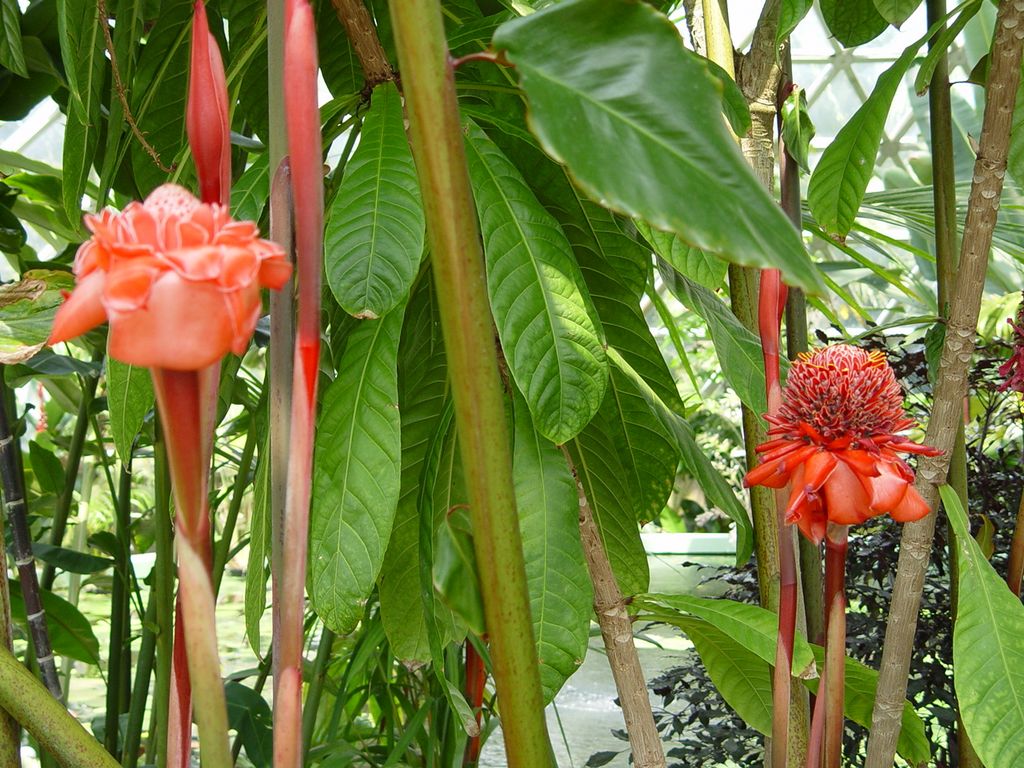 Brisbane Botanic Gardens, Queensland