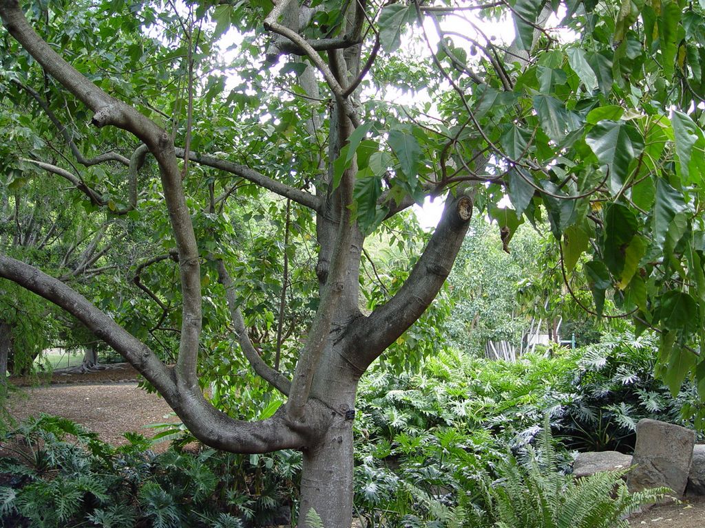 Brisbane Botanic Gardens, Queensland