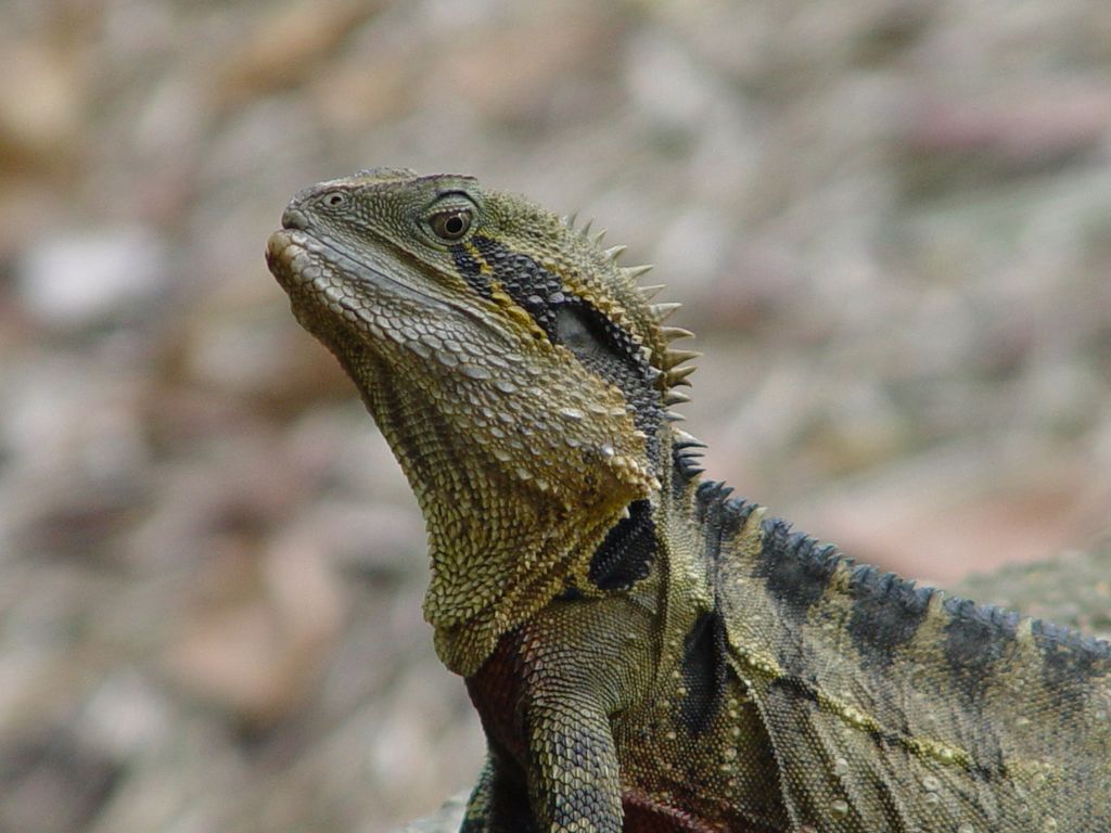 Brisbane Botanic Gardens, Queensland