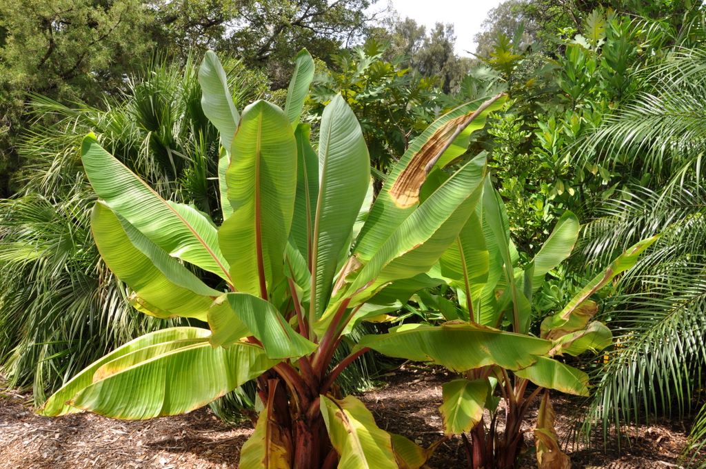 Botanic Gardens, Adelaide, South Australia